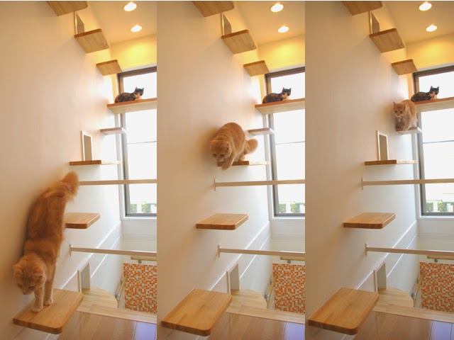 Criando cantinhos para os gatos